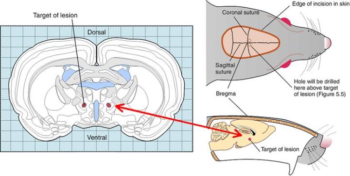 Fig. 3: Using a stereotaxic atlas to target a brain.