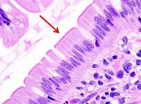 H-and-E-Staining-Overview-A-Guide-to-Best-Practices-img02