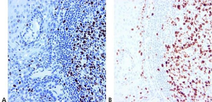 Step-13-Optimize-Counterstaining