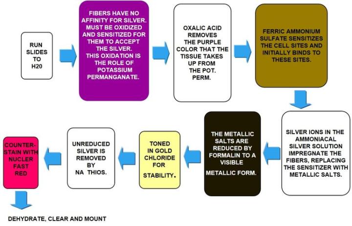 figure 10 special stains