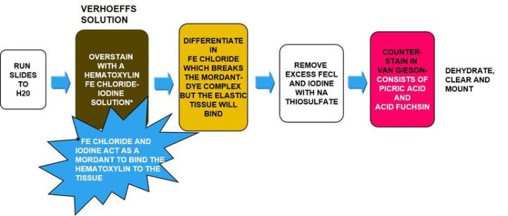 figure 7 special stains