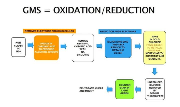 Gomori’s methenamine silver the process